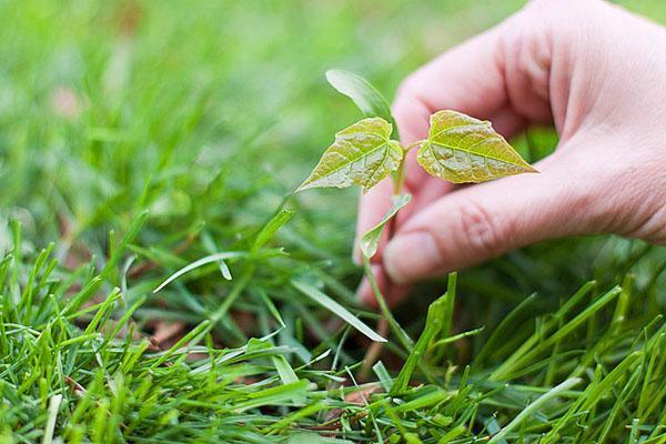 Contrôle des mauvaises herbes sur la pelouse