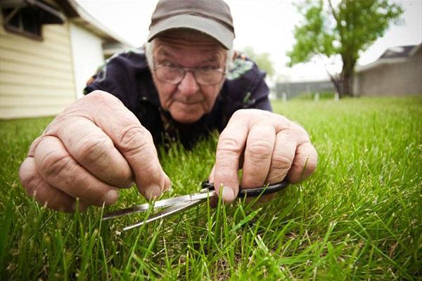 La pelouse sur le terrain personnel a besoin d'entretien toute l'année