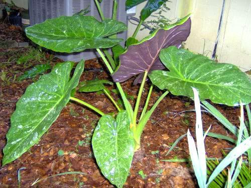 Alocasia goii