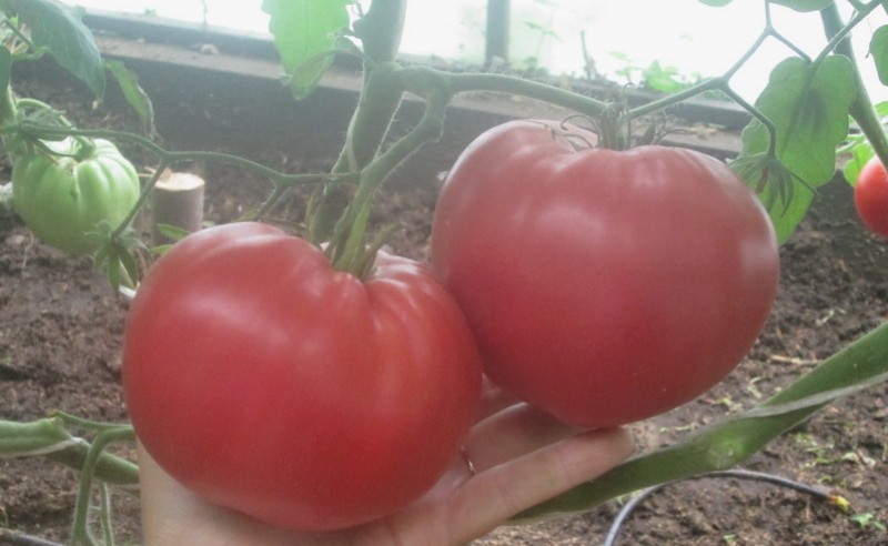 tomate orgullo de graitmar