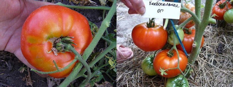 avantages et inconvénients des tomates