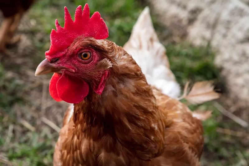 Raza roja de pollos Kuban