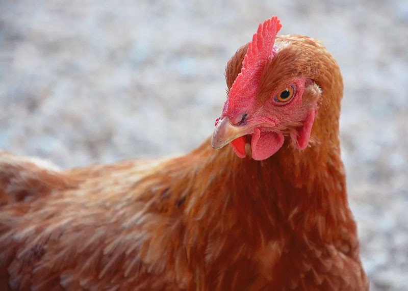 raza de pollo resistente al estrés