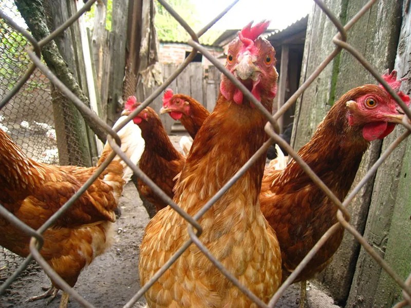 condiciones de cría de pollos