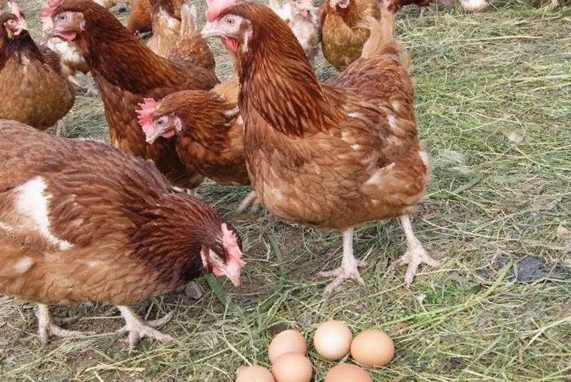 las gallinas ponedoras