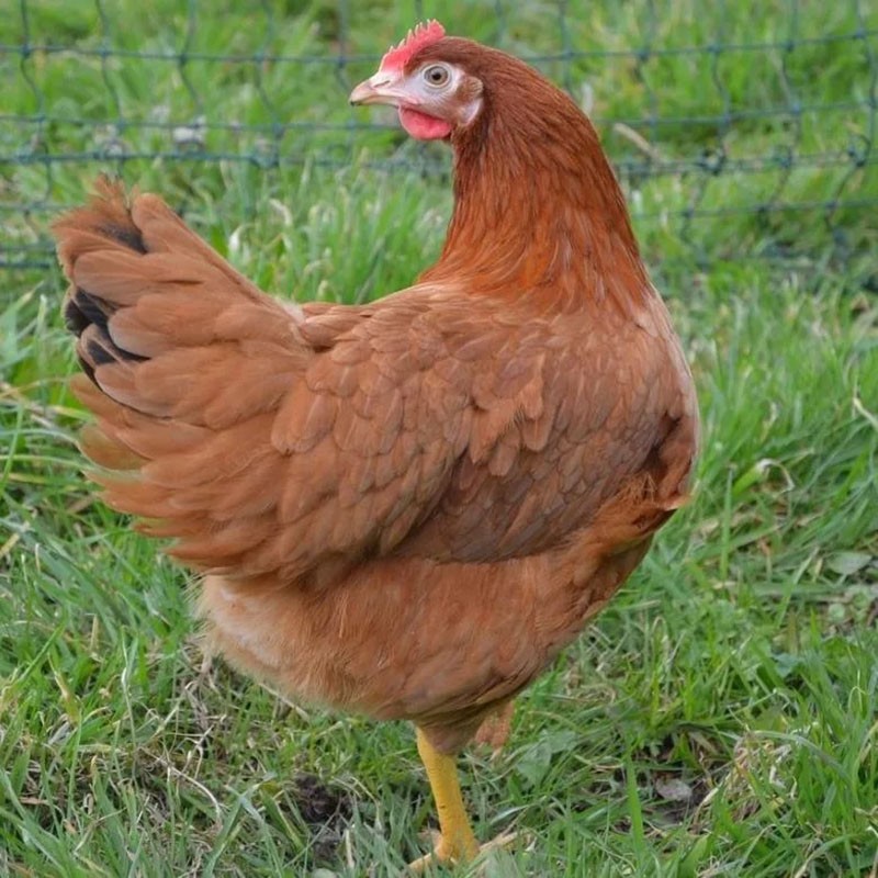 características del cuidado de la raza roja de pollos Kuban