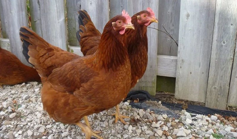 Raza roja Kuban de pollos en el patio.
