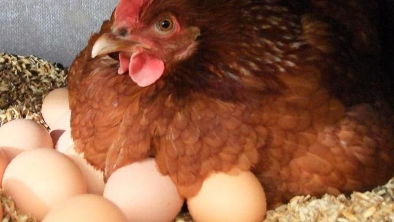 pollo con huevos