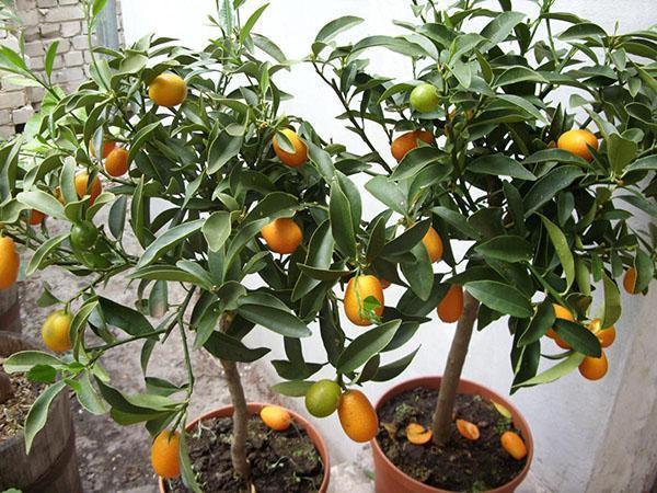 faire pousser du kumquat