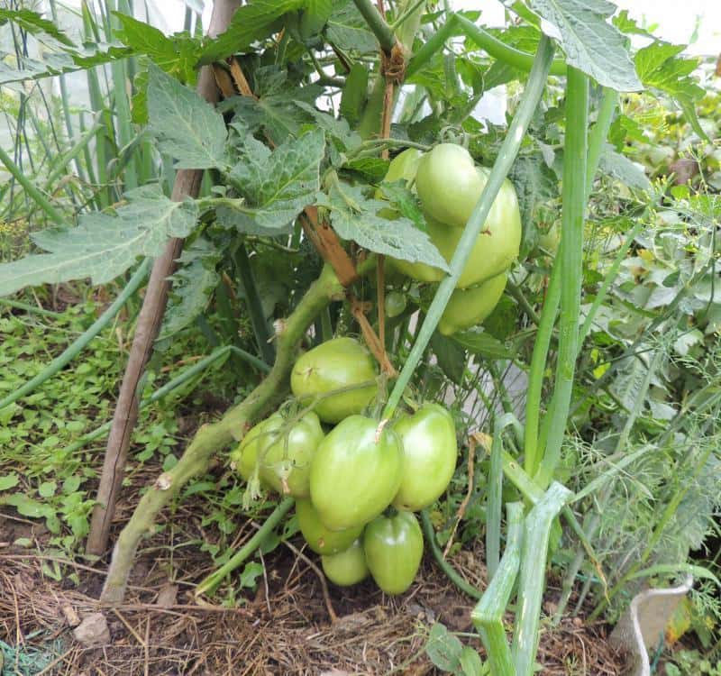 jardinero de perejil de arbusto de tomate