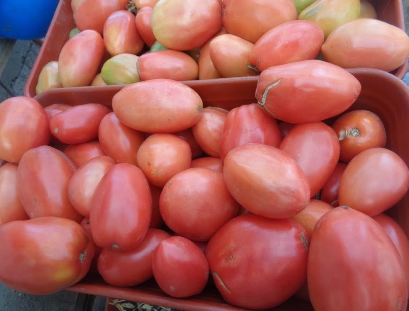 pros y contras del jardinero de tomate perejil