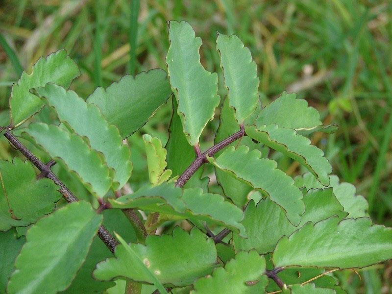 Kalanchoe penné