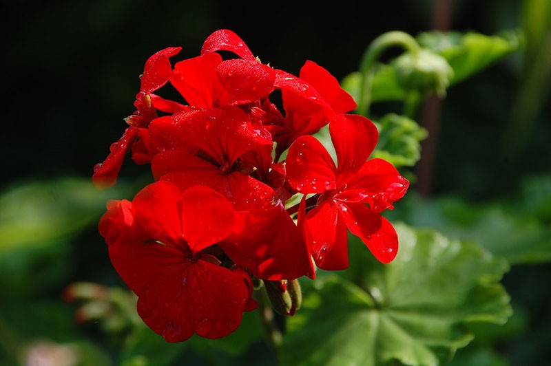 plante vivace géranium rouge vif