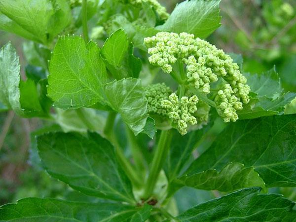 fleurs de livèche