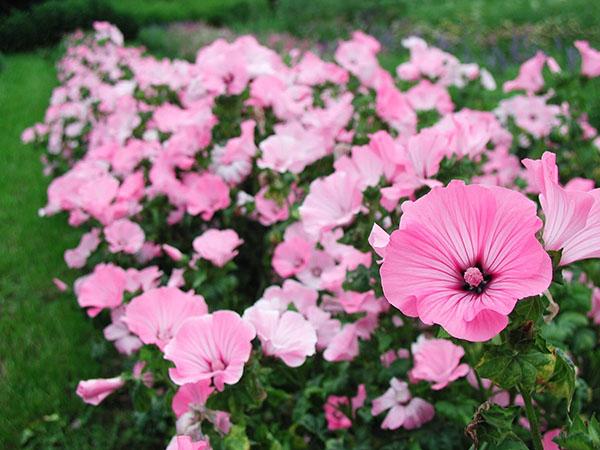 propriétés de la mauve pour la peau