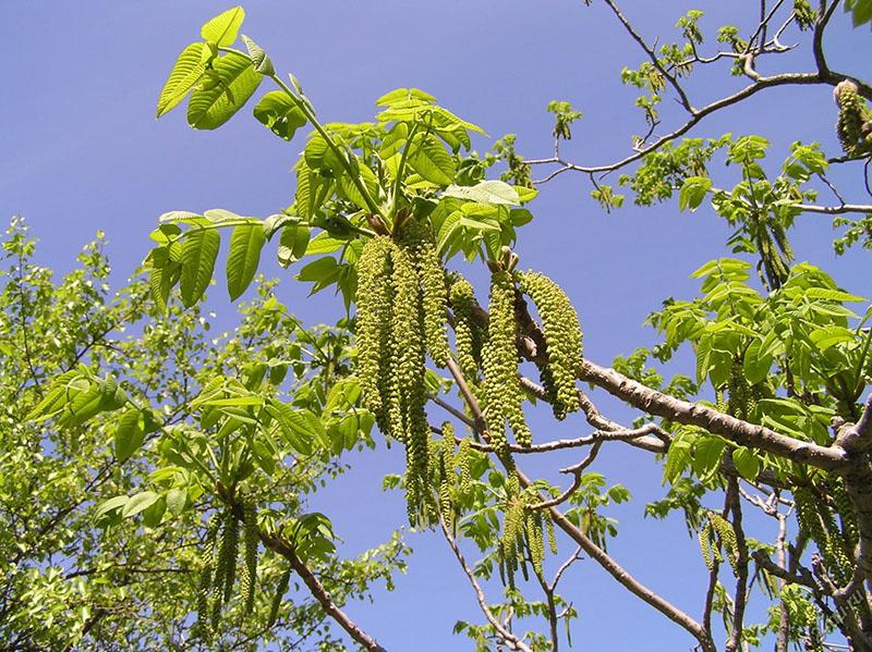 noyer mandchou en fleurs