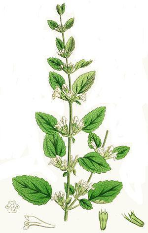 Menthe citronnée