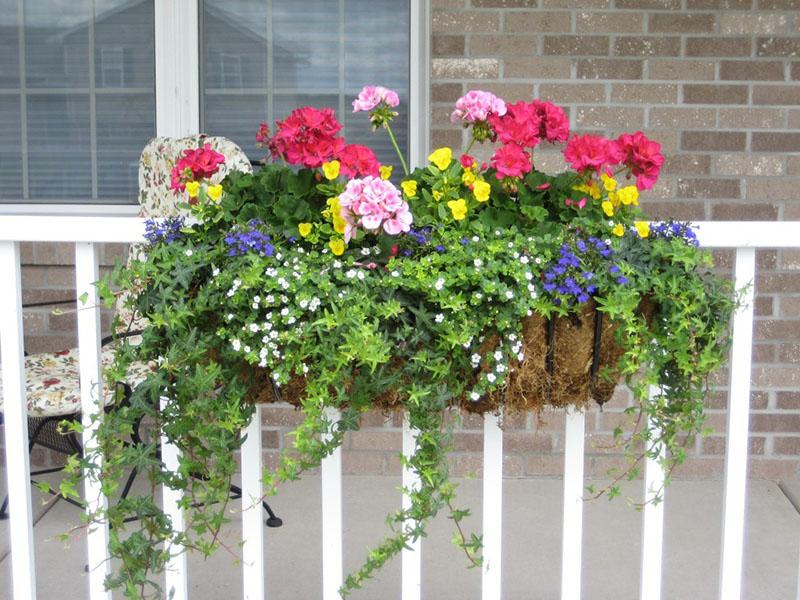 fleurs d'ampel pour le côté ensoleillé