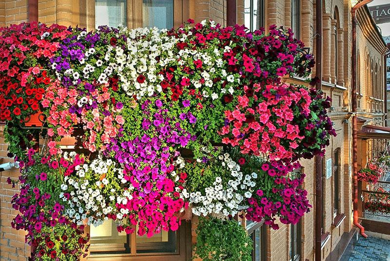 pétunia pour balcons sud