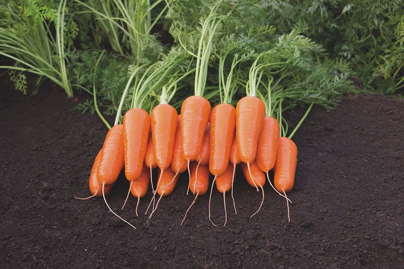 variedades de zanahorias para campo abierto.