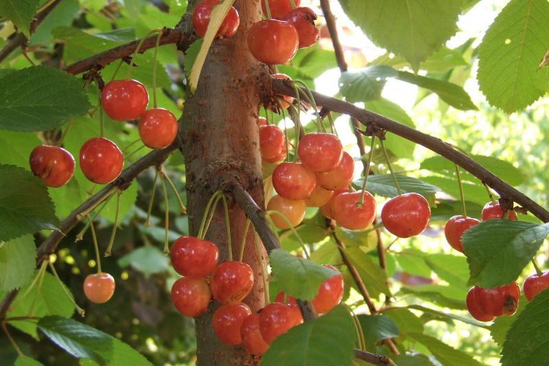 pros y contras de cherry fatezh