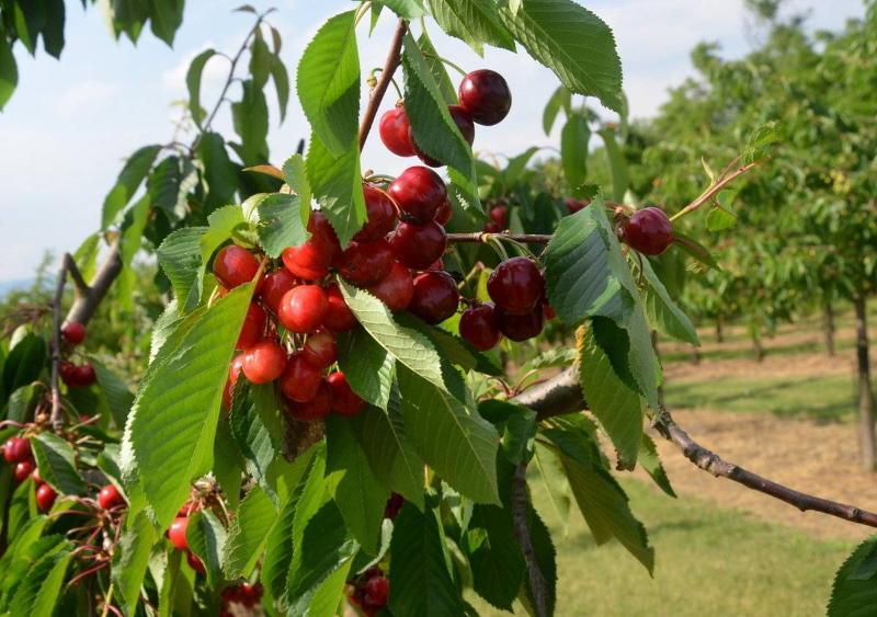 cherry fatezh descripción de la variedad de reseñas de fotos