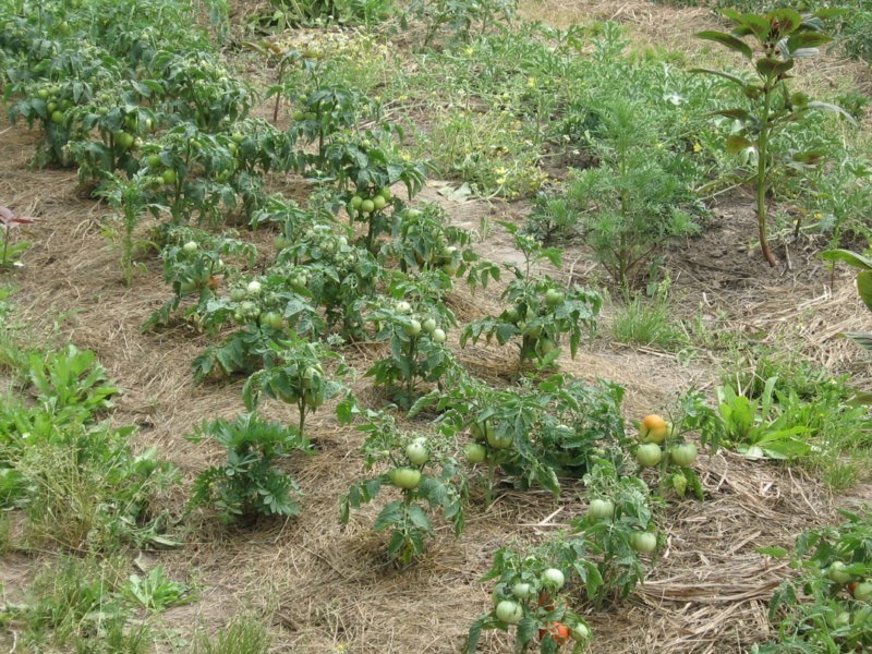 que son los tomates estándar