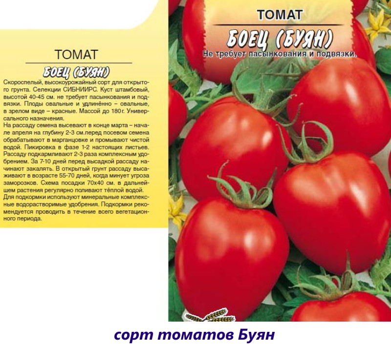 tomate buyan