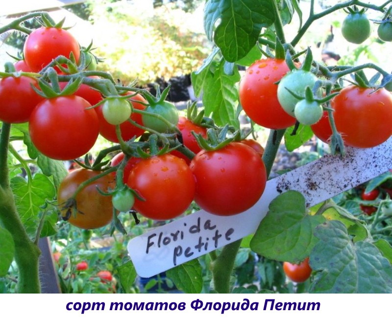 tomate florida petite