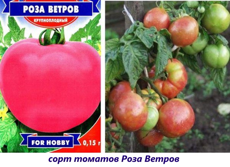 tomate rosa de los vientos