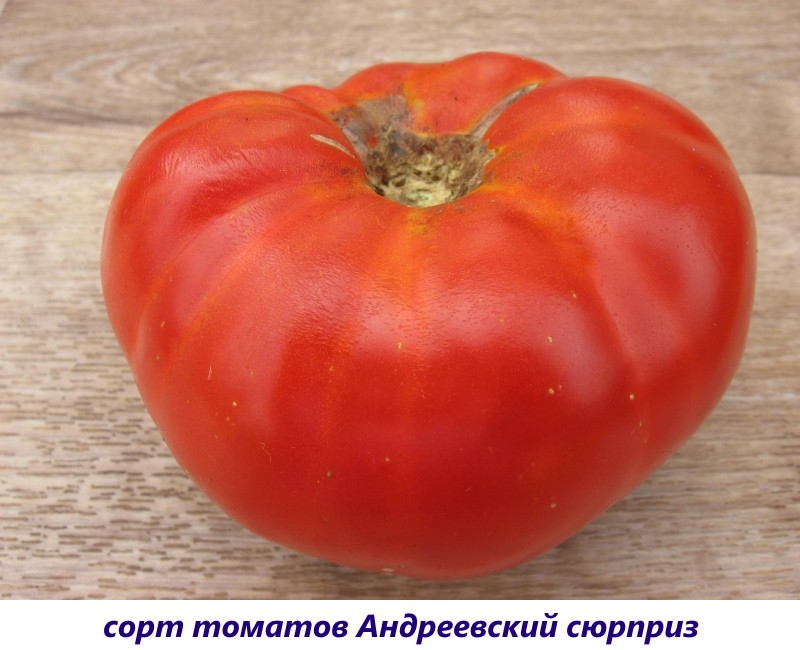 tomate andreevsky sorpresa