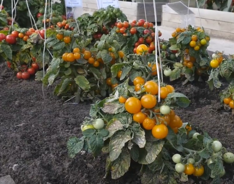 variedades de tomate estándar para siberia