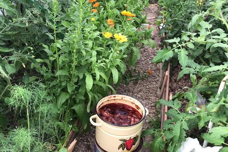 regar las plantas con infusión de cáscara de cebolla