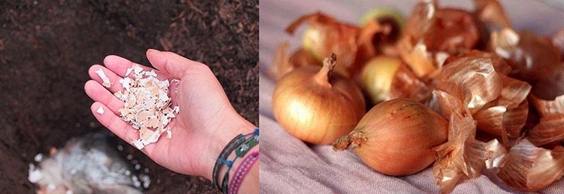 l'utilisation de cosses d'oignon lors de la plantation de plantes