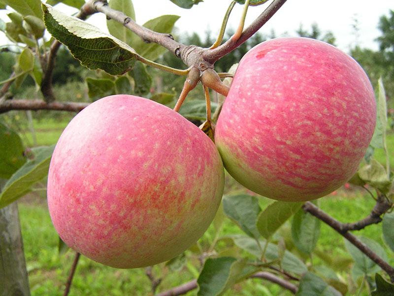 variedad de manzana de temporada media