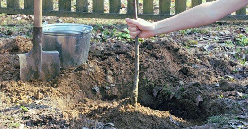 plantar una plántula de manzano