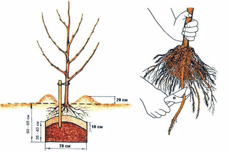 reglas de plantación de manzanas