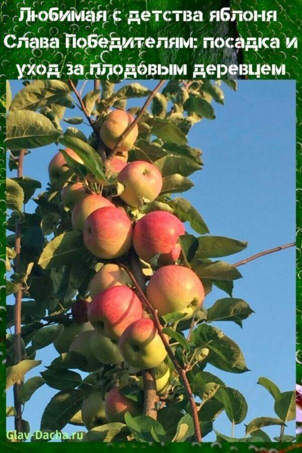 plantación y cuidado del manzano Gloria a los ganadores