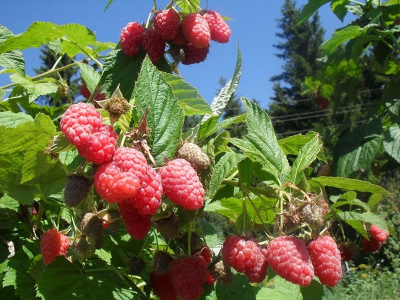 frambuesa de frutos grandes