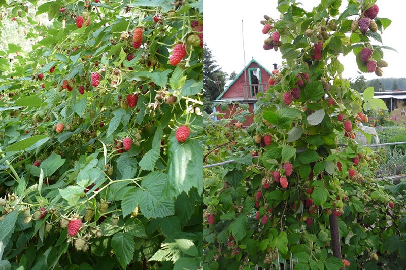 cultivo de frambuesas