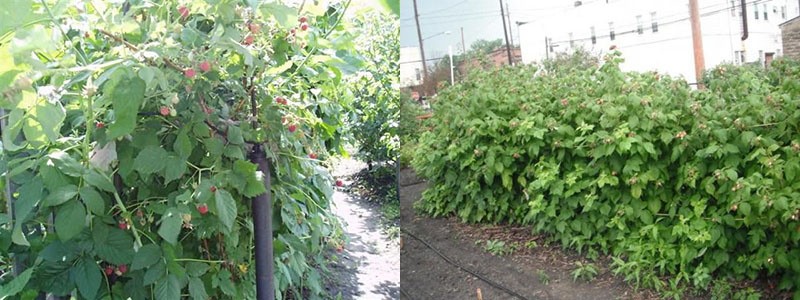 variedad de alto rendimiento en su casa de verano