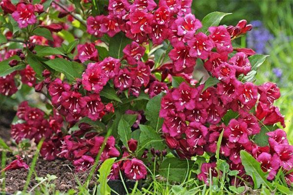 Weigela Bristol Rubis