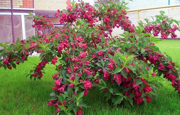 Peut fleurir weigela