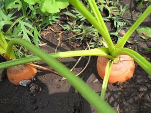 Zanahorias diluidas