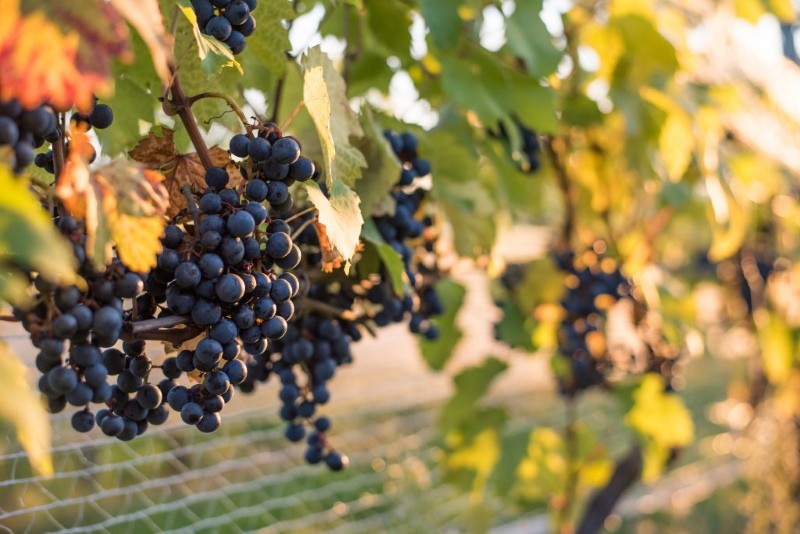 avantages et inconvénients des raisins de la taïga