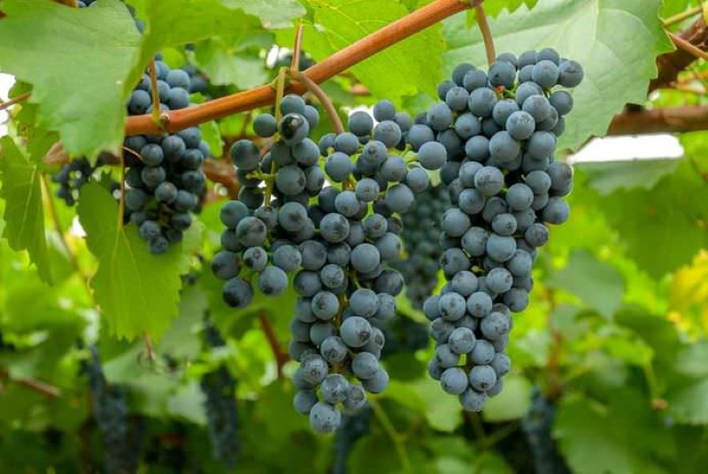 variedad de uva taiga