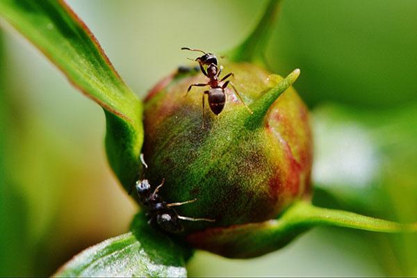 hormigas en una flor