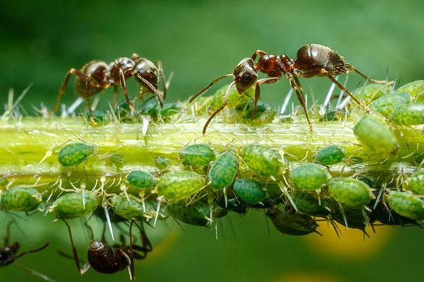 les fourmis mangent les pucerons