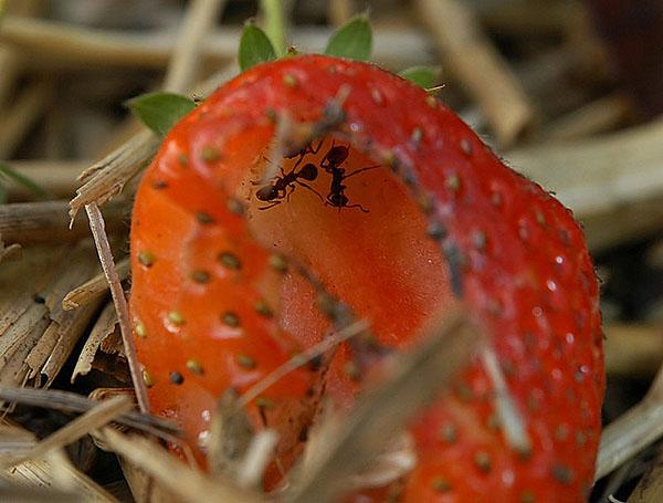 daño a las fresas por las hormigas