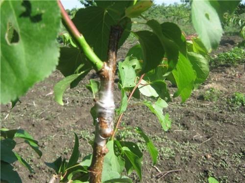 en que árbol se puede injertar un albaricoque